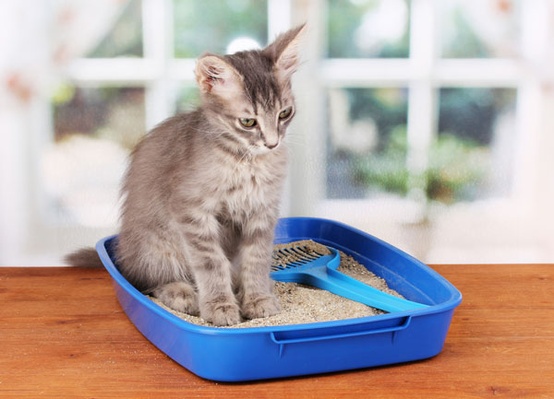 The World’s Most Unusual Uses of Cat Litter